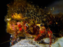 Hermit Crab up close and personal... by Budy Lukman 
